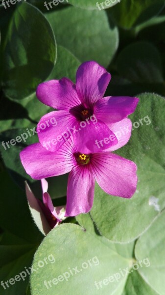 Fiore Natura Fiore Rosa Rosa Nessuna Persona