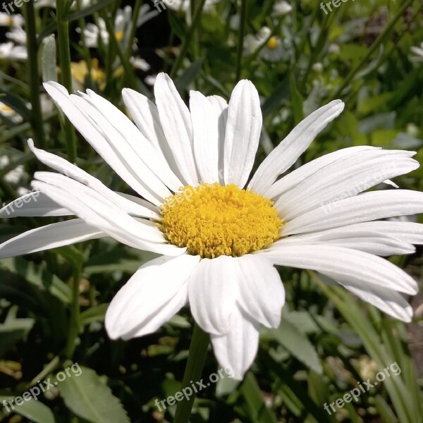 White Daisy Pretty White Daisy Fresh White Daisy Natural White Daisy Bright White Daisy