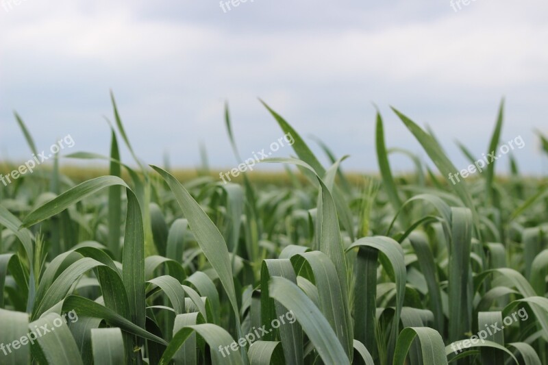 Field Corn On The Cob Agriculture Cultivation Free Photos