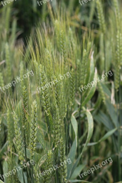 The Grain Field Agriculture Klas Free Photos