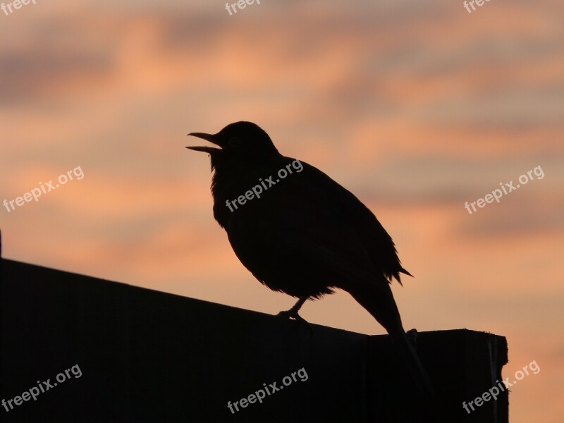 Blackbird Sunset Silhouette Free Photos