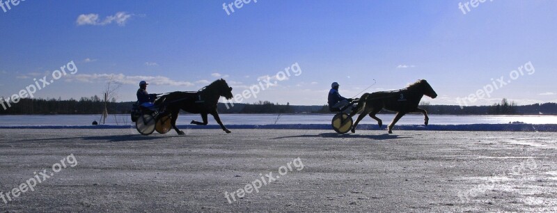 Winter Horse Trotting Ice Frozen