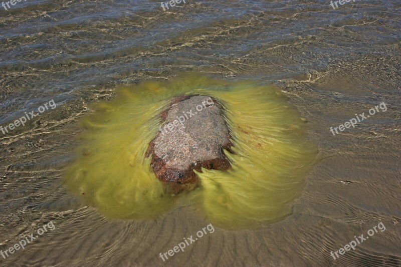 Sea Stone Nature Decoration Alga