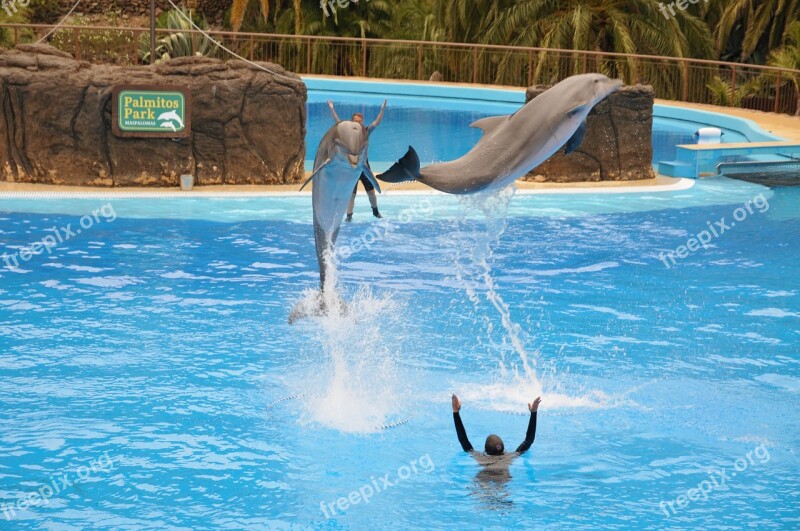 Delfin Preview Blue Dolphinarium Free Photos