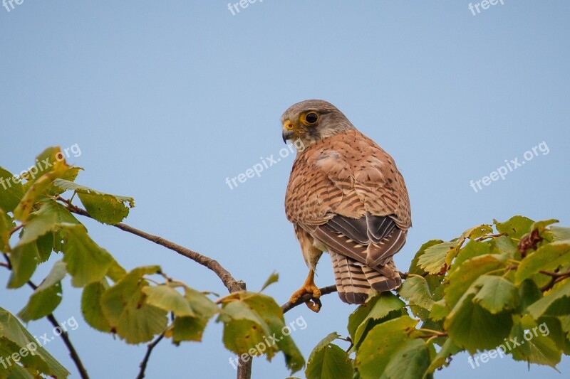 Bird Bird Of Prey Falcon Kestrel Free Photos