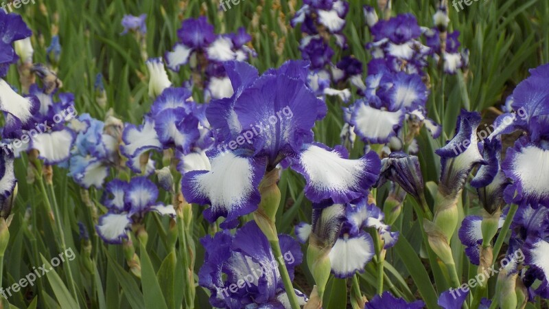 Irises Flowers Bloom Purple Iris Summer