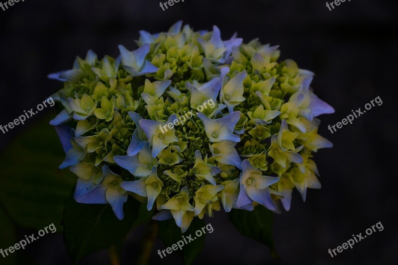 Nature Flower A Bouquet Purple