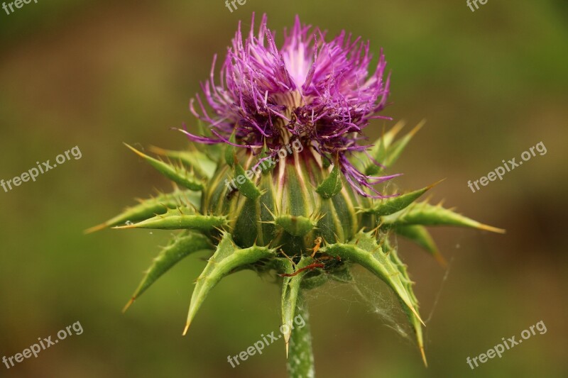 Flower Bud Thistle Nature Purple Bloom