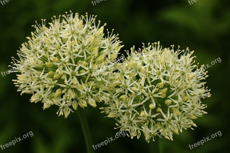 Flower Couple White Green Duo Nature