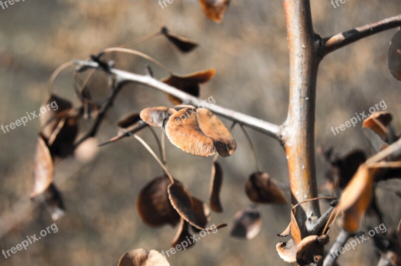 Charred Leaves Autumn Golden Autumn Nature