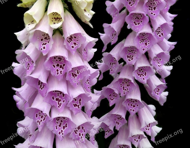 Foxgloves Pink Plant Digitalis Free Photos