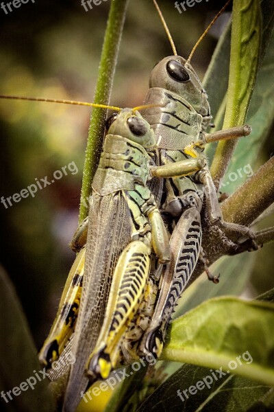 Grasshopper Nature Macro Insect Animal