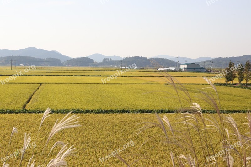 Plain Ch Rice Paddies Free Photos