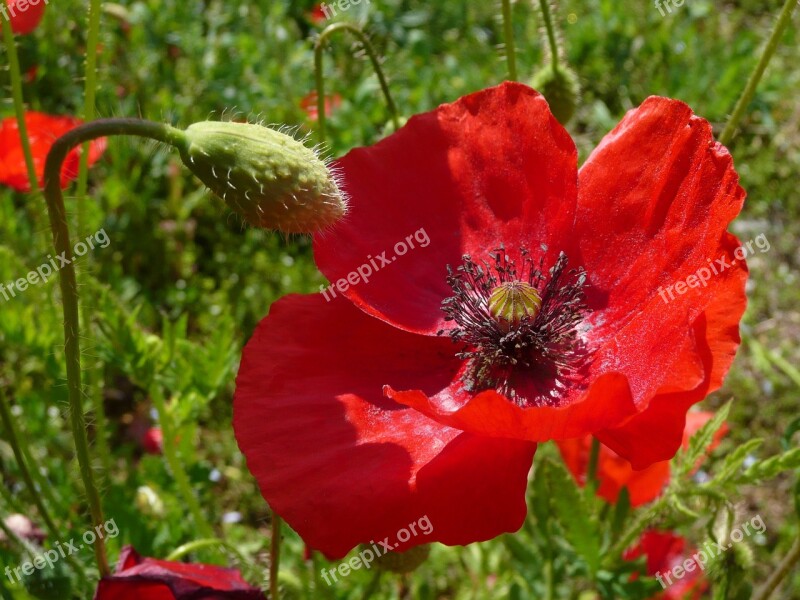 Poppy Field Of Poppies Red Flower Klatschmohn