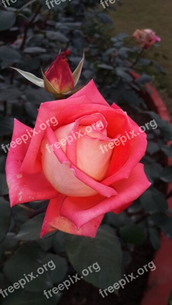 Pink Rose Beauty Of Nature Flower Nature Love