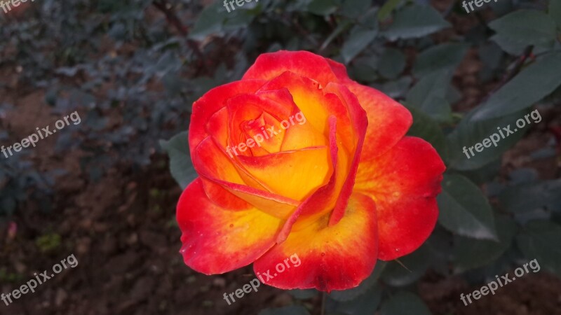 Red Rose Beauty Of Nature Flower Nature Love