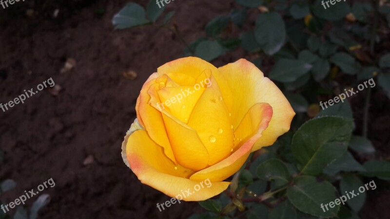 Yellow Rose Beauty Of Nature Flower Nature Love