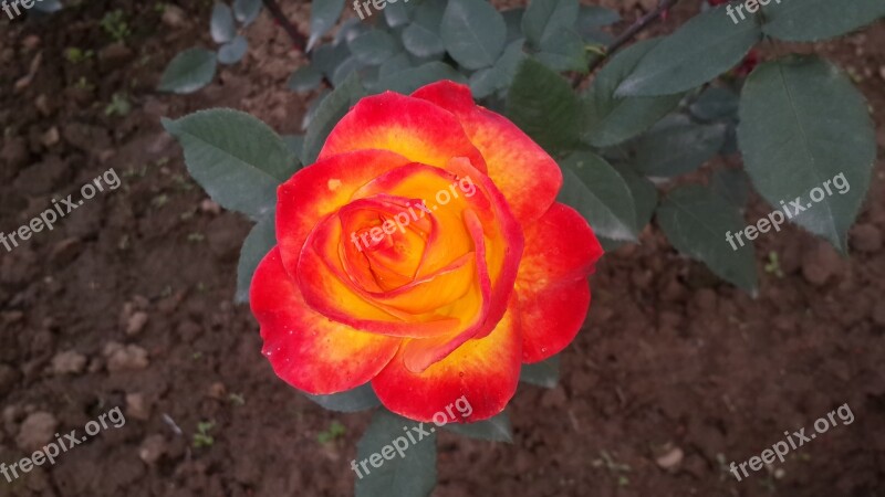 Red Rose Beauty Of Nature Flower Nature Love