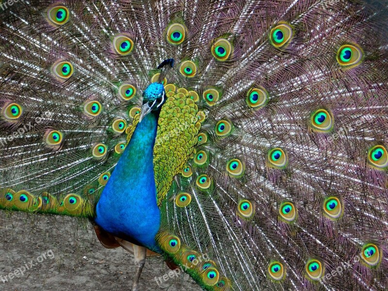 Peacock Bird Feathers Colorful Animal