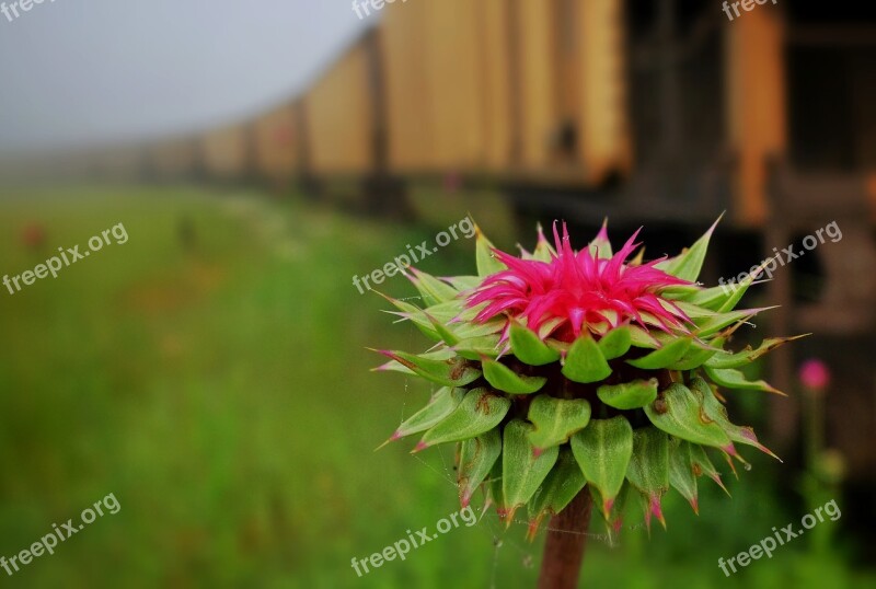 Thistle Train Cars Car Locomotives Rail