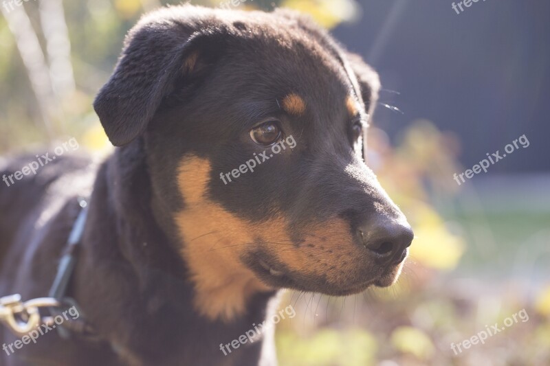 Rottweiler Dog Pet Animal Snout