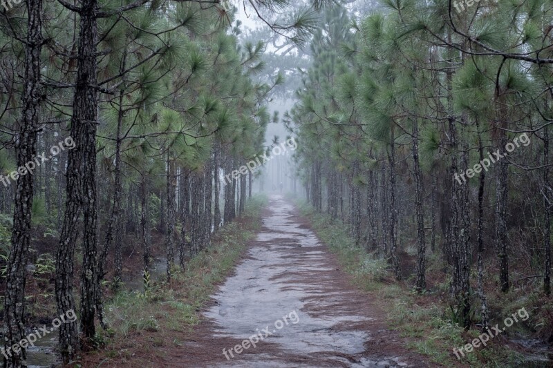 Tree Nature Plant Green Autumn Leaves