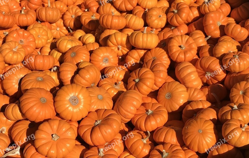 Pumpkins Pumpkin Patch Halloween Pumpkin Farm Free Photos