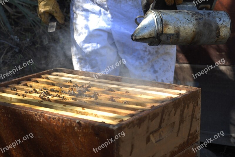 Beekeeping Bees Honey Swarm Tlapa De Comonfort