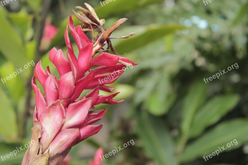 Flower Vegetation Nature Plant Flowering