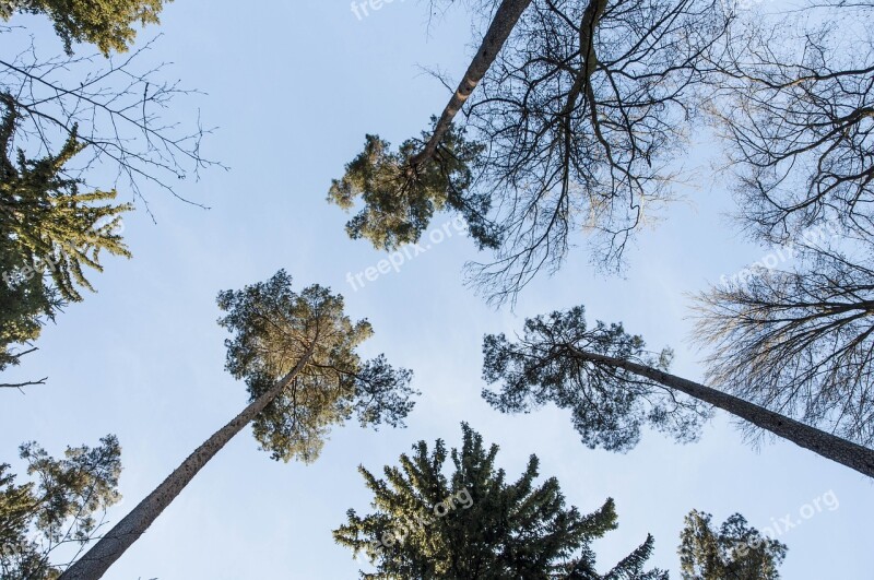 Palms Of The North Pine Forest Conifer Pine Forest