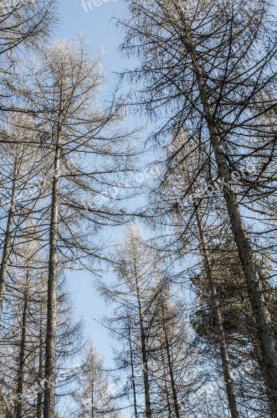 Fir Forest Conifer Nature Sky Winter