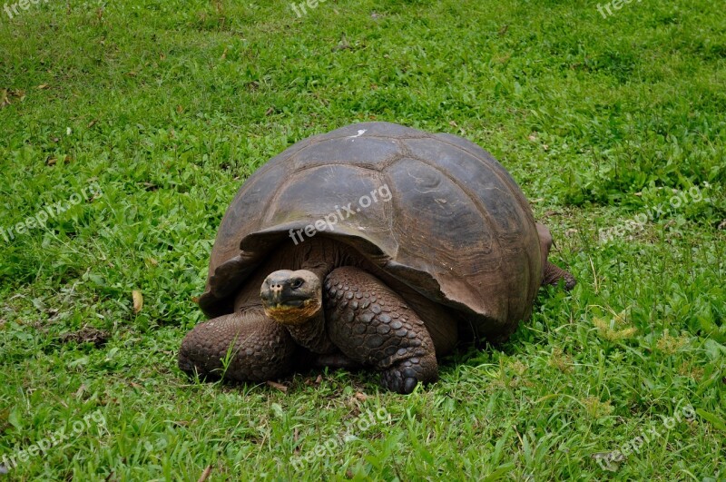 Giant Tortoise Turtle Animal Wildlife