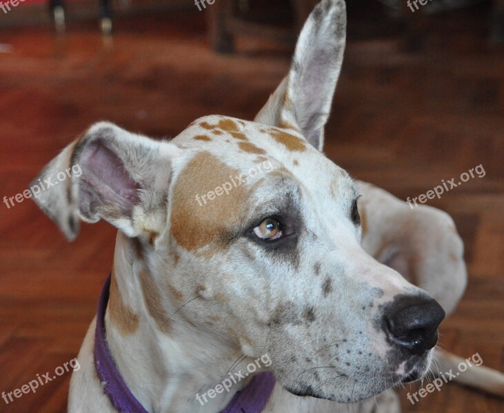 Dog Great Danes Pet Large Dogs Animals