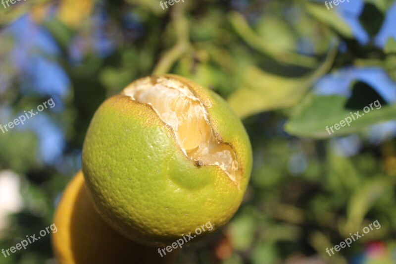 Lemon Citric Fruit Fruit Tree Vitamin C