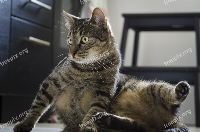 Cat Kitten Domestic Cat A Young Kitten Gray