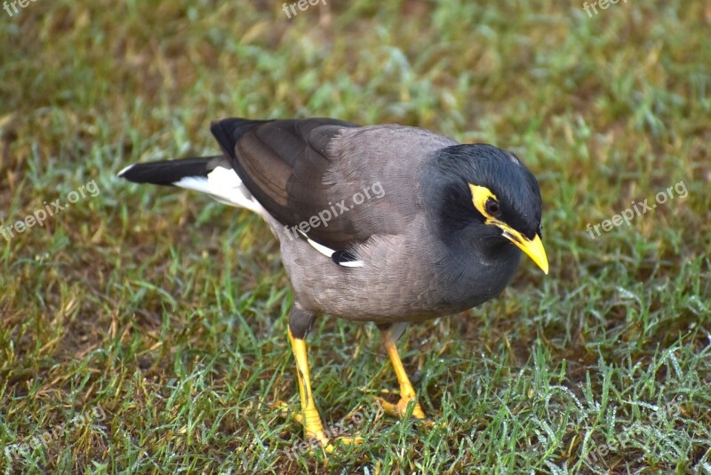 Myna Mynah Bird Looking For Food Grass