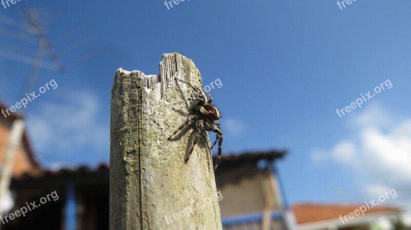 Insect Spider Hunter Macro Colombia Free Photos