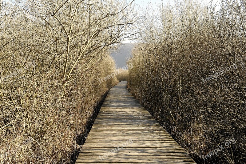 Web Autumn Nature Boardwalk Landscape