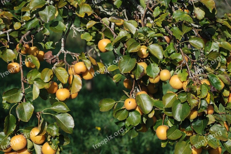 Apple Apples Yellow Manzano Galician Apples