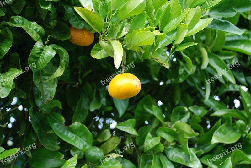 Naranjo Orange Oranges Autumn Fruit