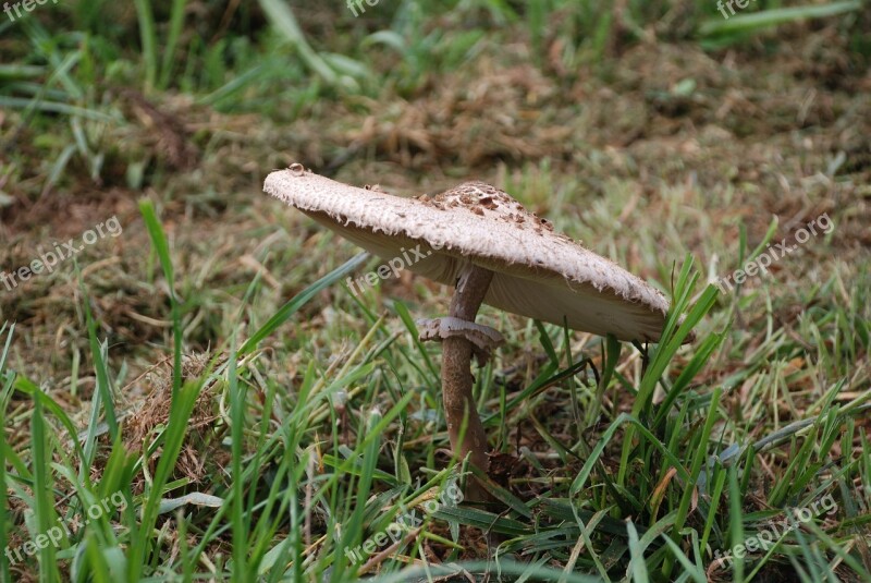 Mushroom Mushrooms Lepiota Macro Lepiota Autumn