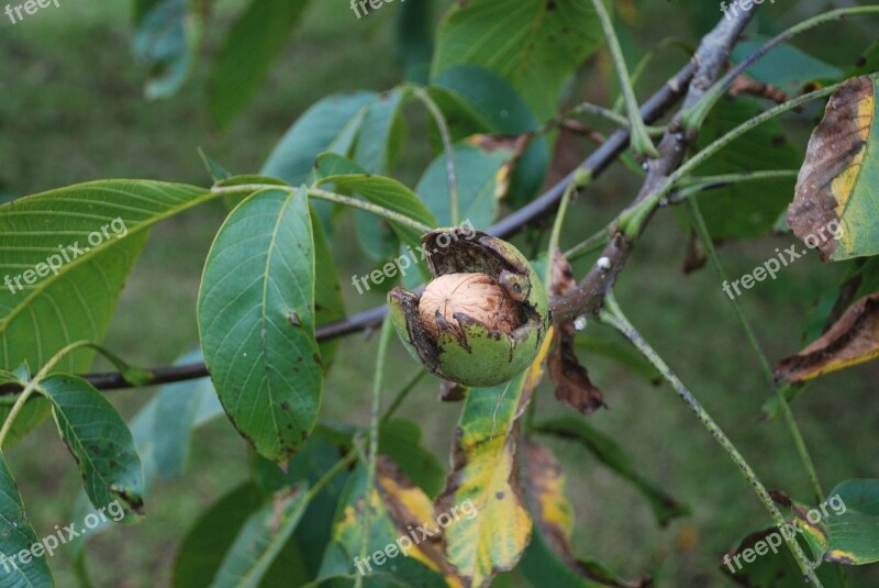 Nut Tree Nuts Leaves Autumn