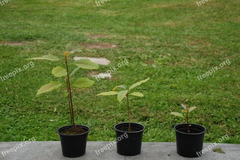 Avocados Plant Flowerpot Avocado Outbreak