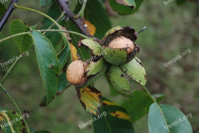 Nut Tree Fruit Walnut Autumn