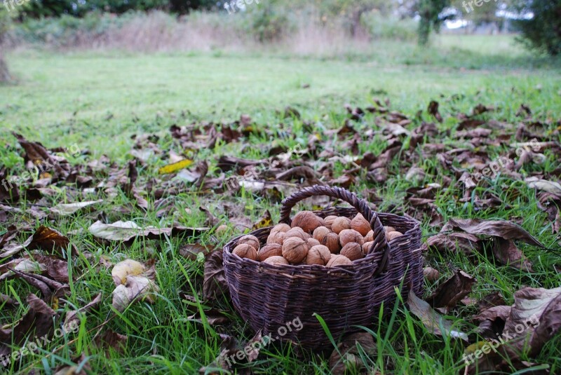 Nuts Nut Autumn Walnut Harvest