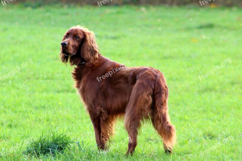 Red Setter Dog Pet Animal Free Photos