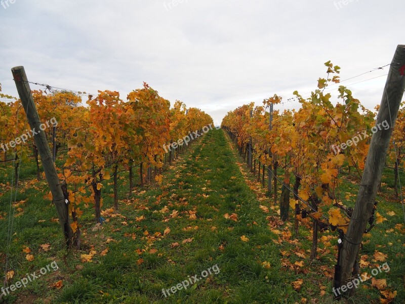 Vineyards Vines Grapes Winegrowing Vine