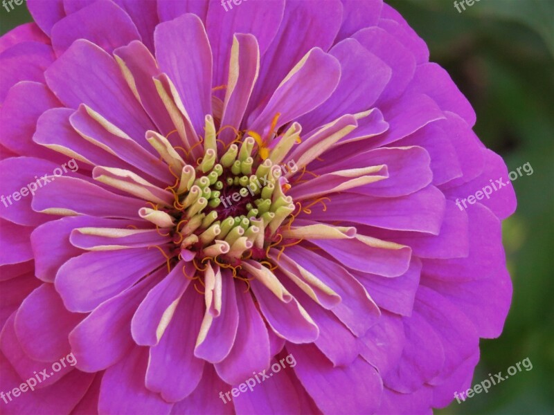 Flower Pink Up Close Garden Free Photos