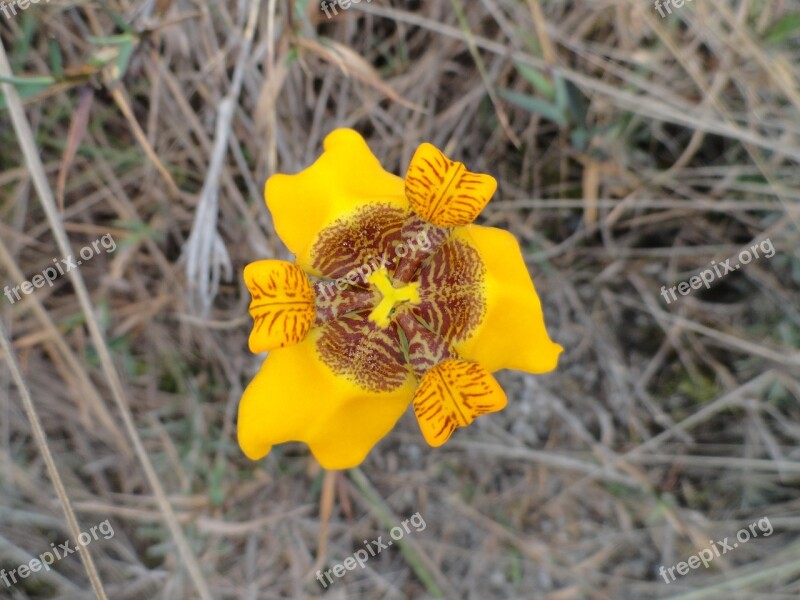 Park Ibitipoca Yellow Flower Nature Native Flower Minas