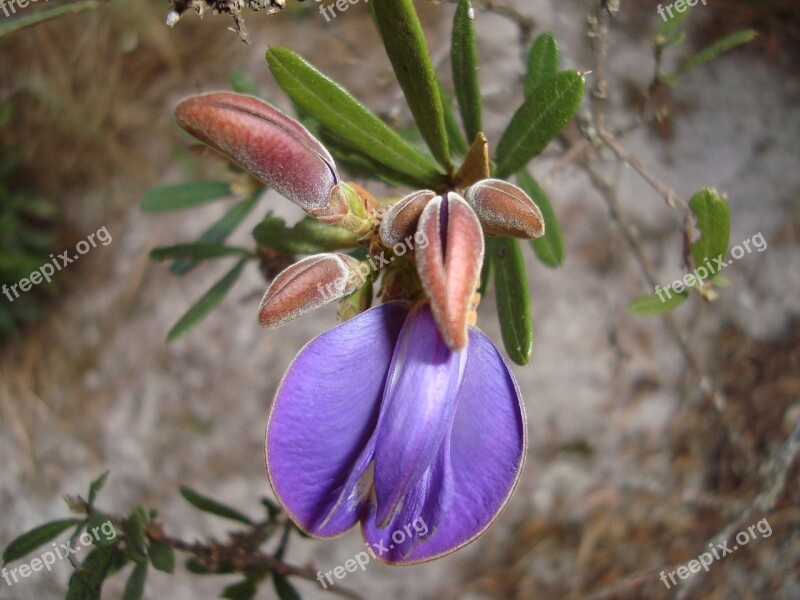 Native Flower Park Of Ibitipoca Minas Lilac Flower Nature